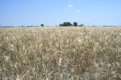 Las lluvias dieron alivio al campo, pero la situación sigue siendo grave