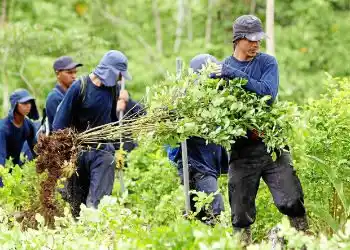 Bloqueos y vandalismo hicieron que Colombia erradicara menos narcocultivos