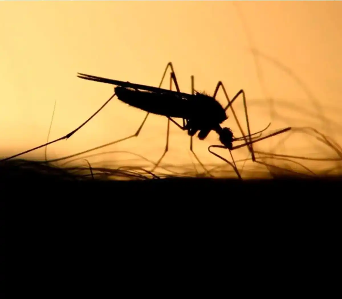 Sigue la invasión de mosquitos.