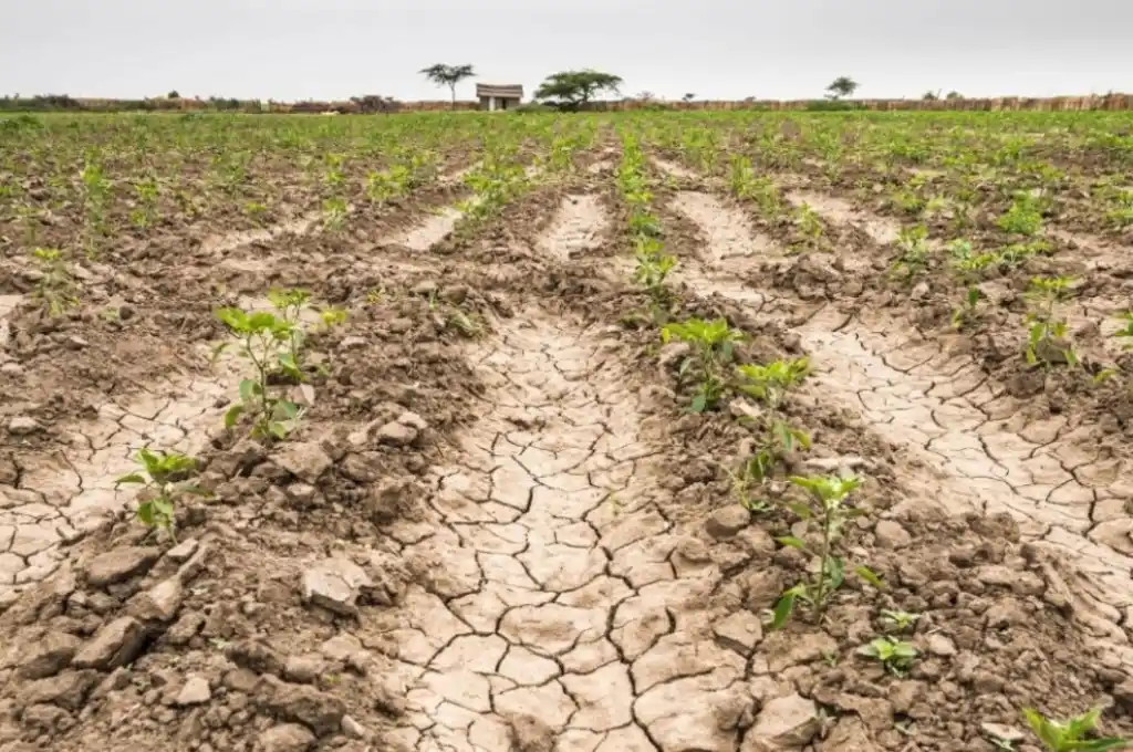 La emergencia rige para los productores de la actividad cuya producción esté afectada como mínimo entre un 50% y un 80% por factores climáticos.