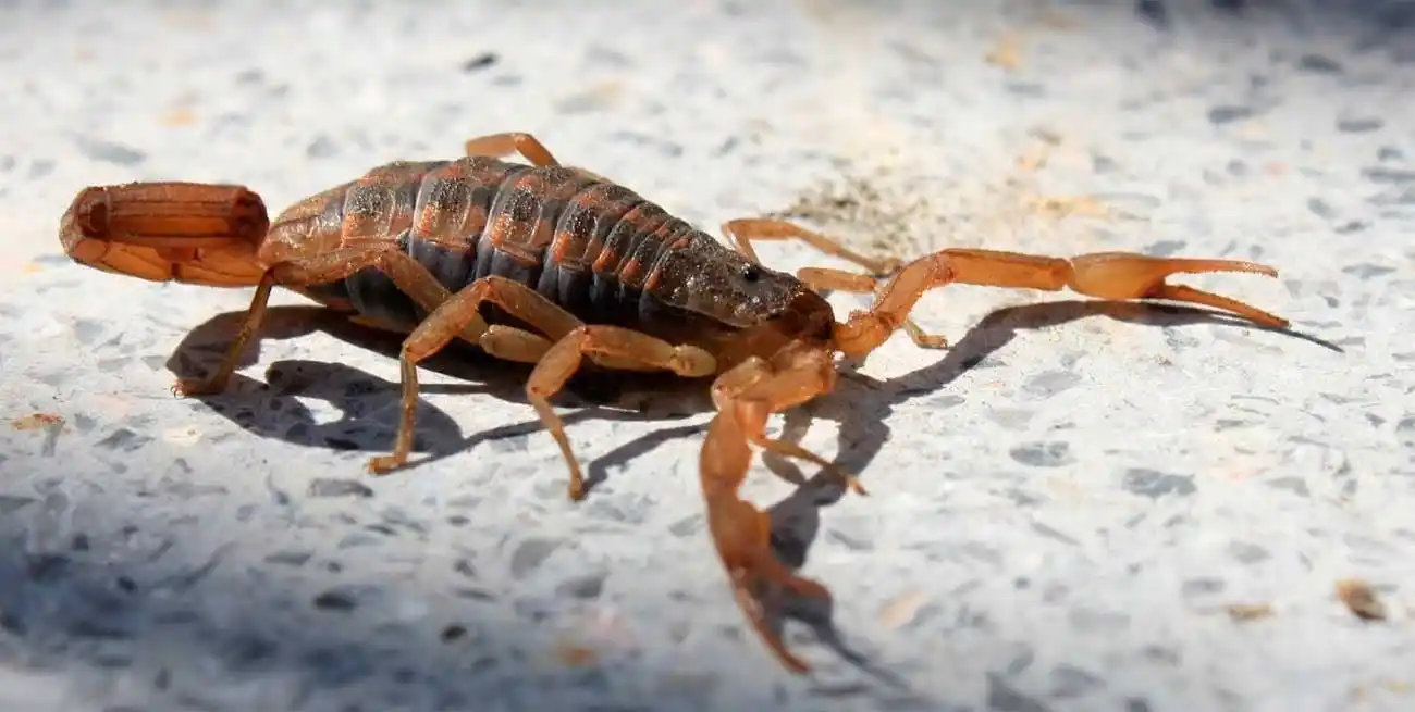 La presencia de alacranes genera alarma debido a su peligrosidad.