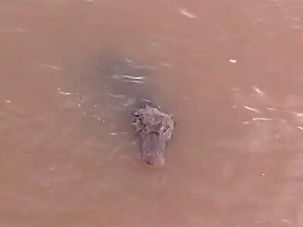 Paraná: Un yacaré apareció en la Costanera y sorprendió a un pescador