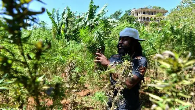 Jamaica cerca de legalizar la marihuana para el consumo personal