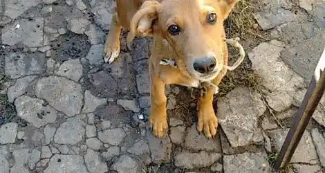 Perro en adopción