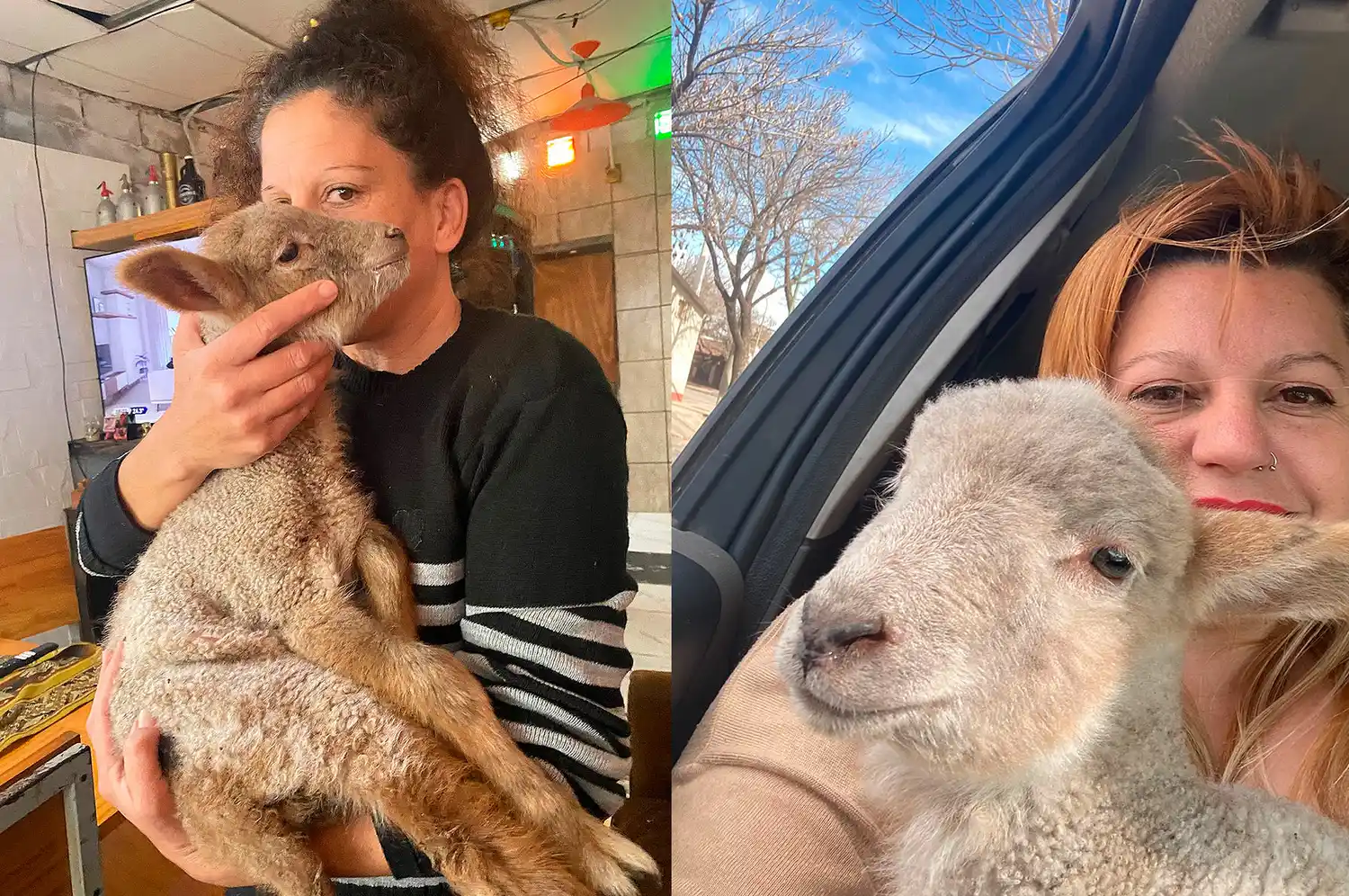 VIDEO | La curiosa mascota de una vecina de Rafaela que se volvió furor: la corderita "Queti"