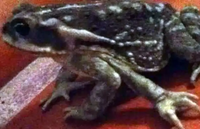 Hallan un sapo con cinco patas en Córdoba