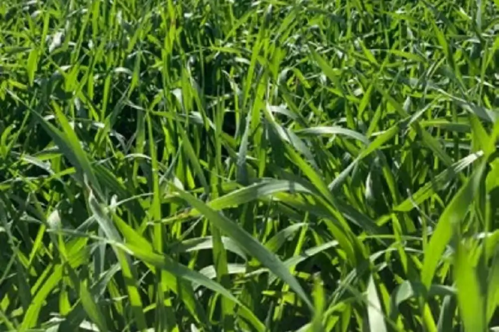 El cultivo avanza en pleno macollaje, con un promedio de 2,5 macollos por planta en lotes de alta densidad.