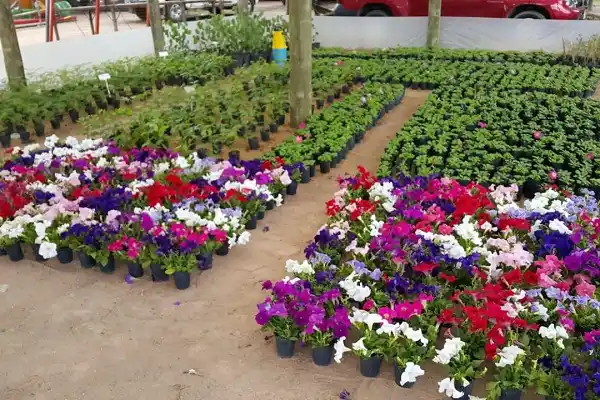 La primera producción de flores del vivero municipal