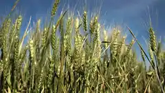 Se proyecta una producción cercana a las 2.250.000 toneladas de trigo