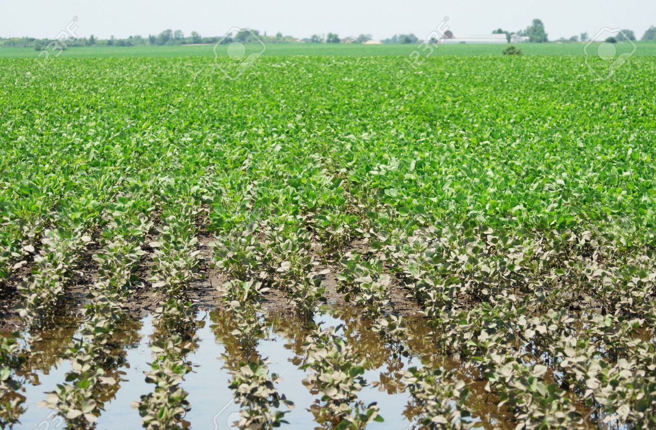 Soja de segunda, arroz y girasol en medio de la incertidumbre