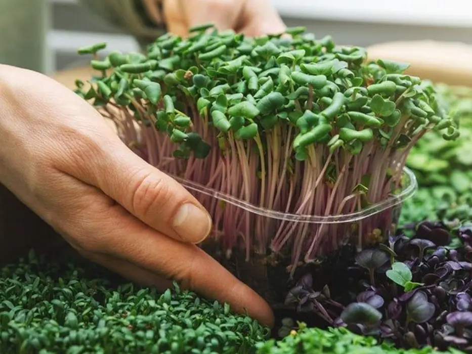 Bienestar - Hidroponia: brotes y microverduras disponibles en nuestra ciudad