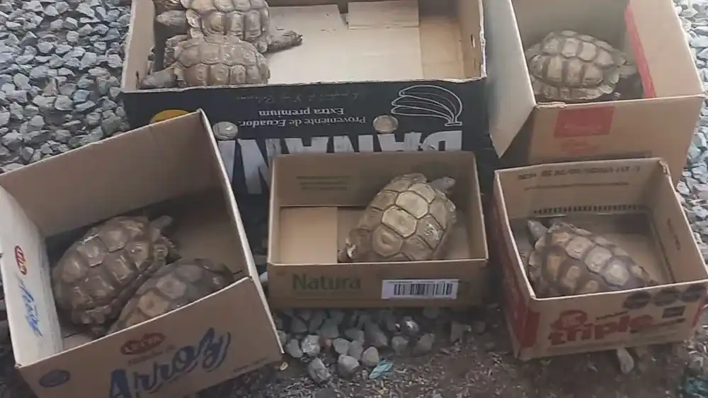 En el operativo se secuestraron diez aves y once tortugas.