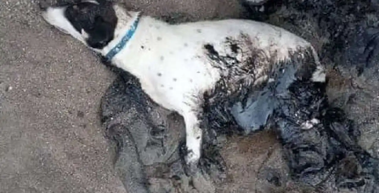 Aberrante: en Comodoro Rivadavia aparecieron perros cubiertos de petróleo