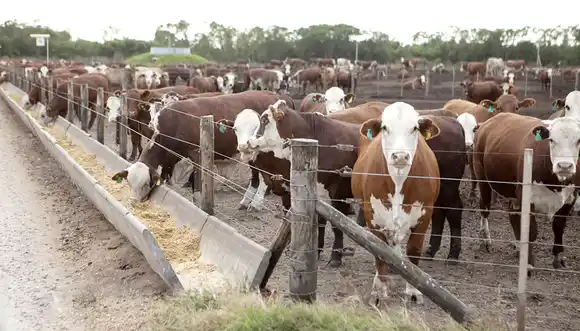 Mejoró la relación de valores entre insumos y el novillo terminado