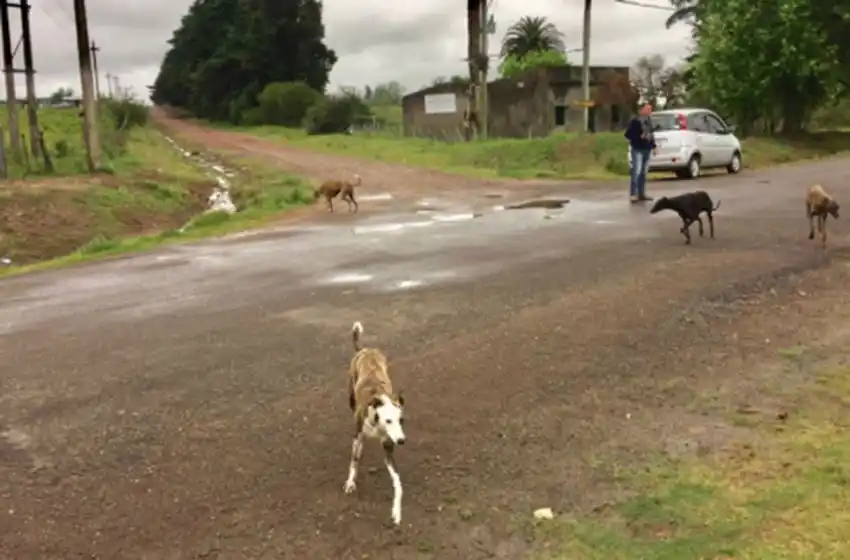 Prisión para el dueño de unos perros que mataron a un hombre