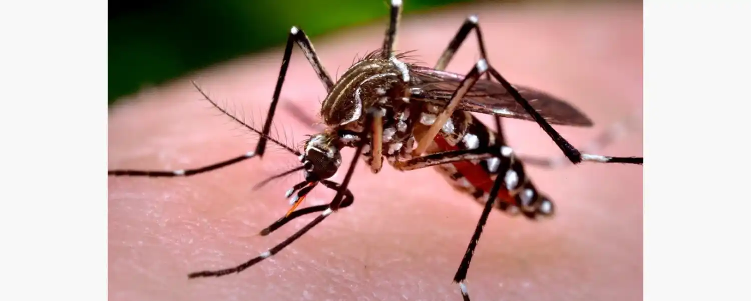 La fiebre chikungunya encendió las alarmas sanitarias en Argentina.