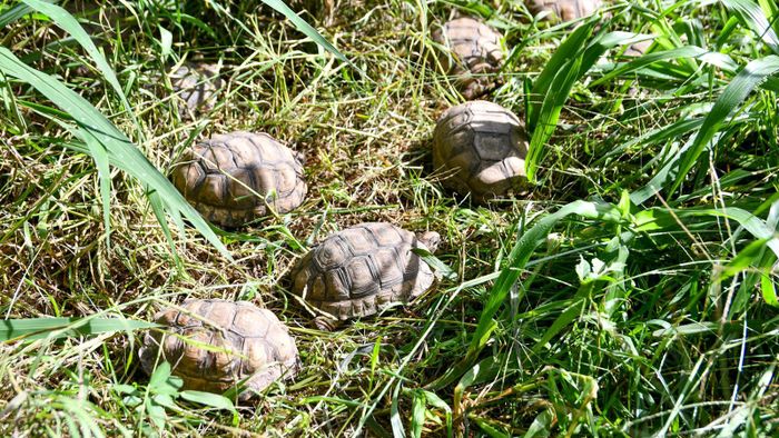 Tortugas y loros habladores: decomisaron más de 500 animales silvestres en Ruta 34 - 3