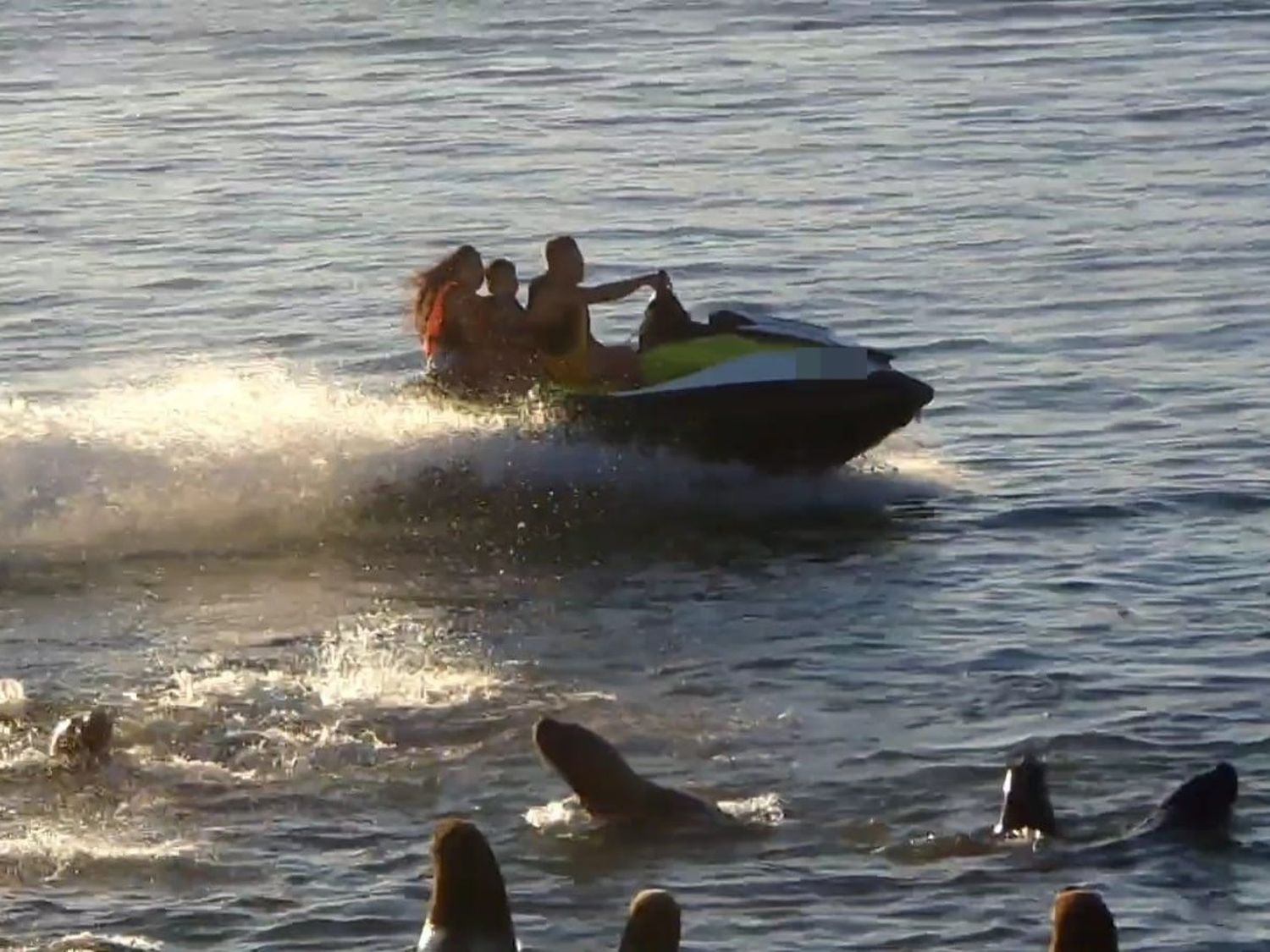 Maniobras imprudentes cerca de los lobos marinos: "Esto hace que se estresen los animales"