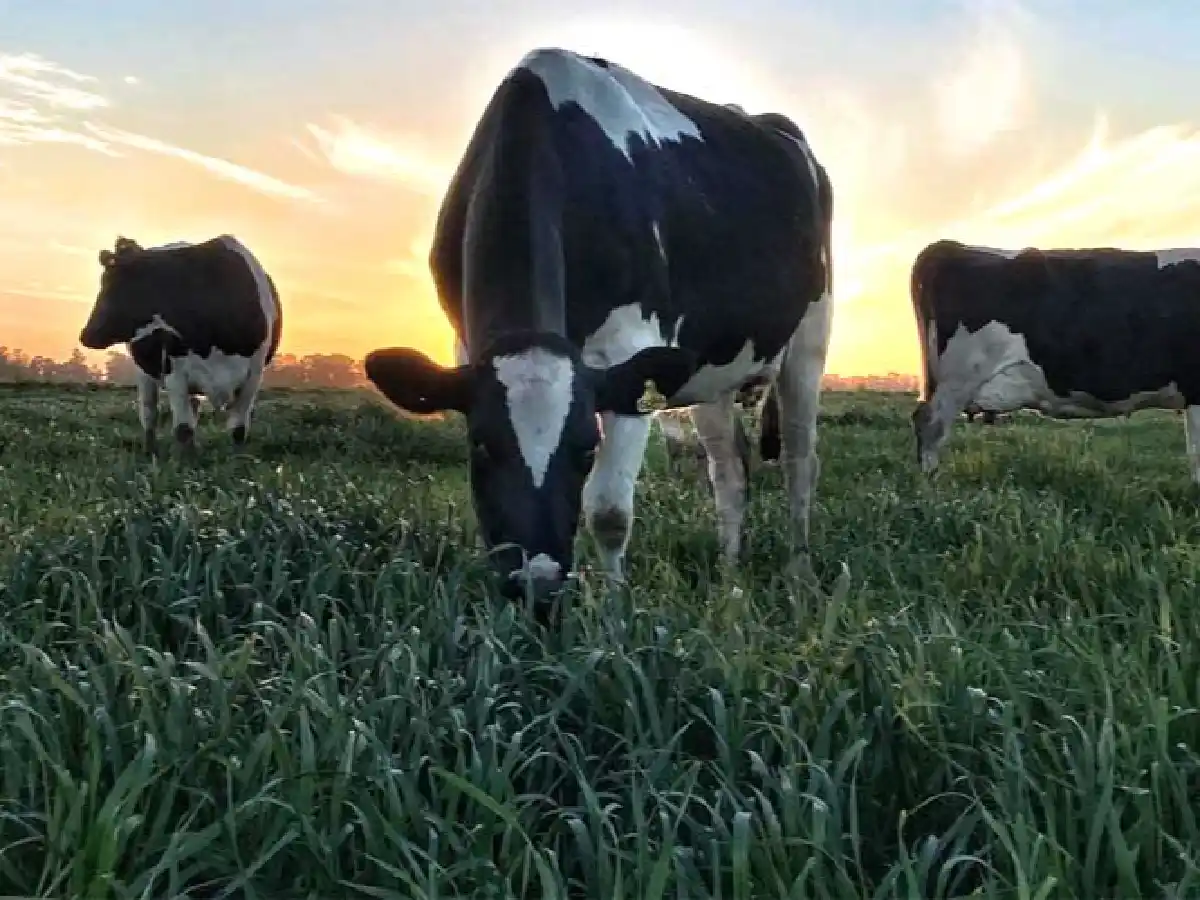 Tambos agroecológicos: una opción para triplicar ganancias     
