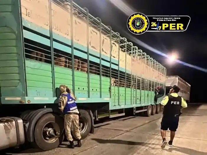 Frustran el ingreso de 141 vacunos con garrapatas en un control del norte entrerriano