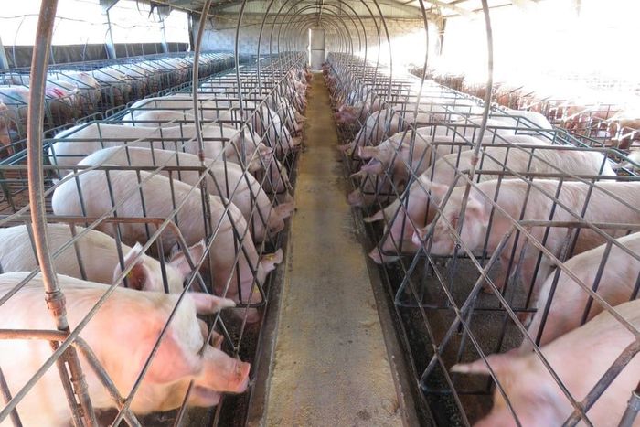 Crece producción y consumo de carne