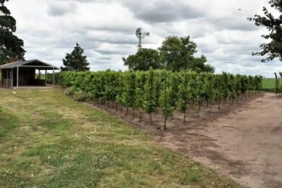 Se conformó la Asociación Santafesina de Vitivinicultores