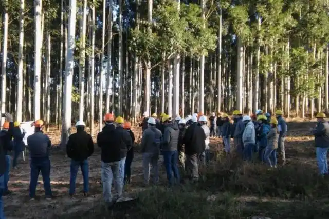 Fijaron los valores de los subsidios forestales correspondientes a plantaciones de 2018 