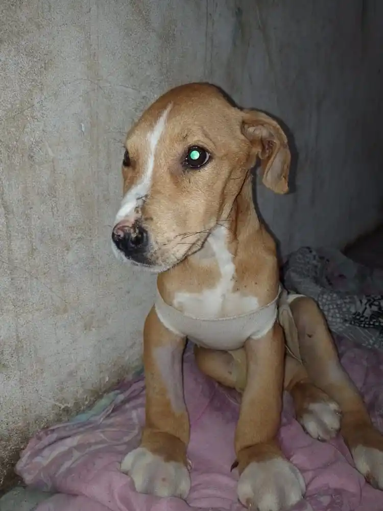 La historia de Ángel, el perrito que abandonaron, lastimaron y que el amor de una mujer le dio una segunda oportunidad