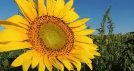 Se lanzó el remate del "Primer lote de Girasol"