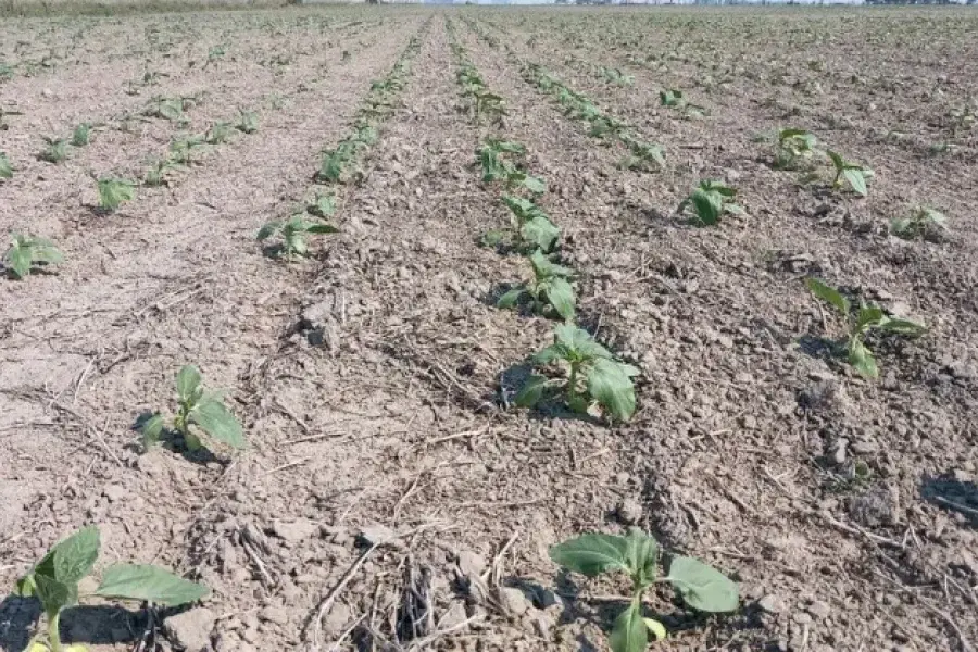 Siguen paralizadas las siembras en el centro norte provincial