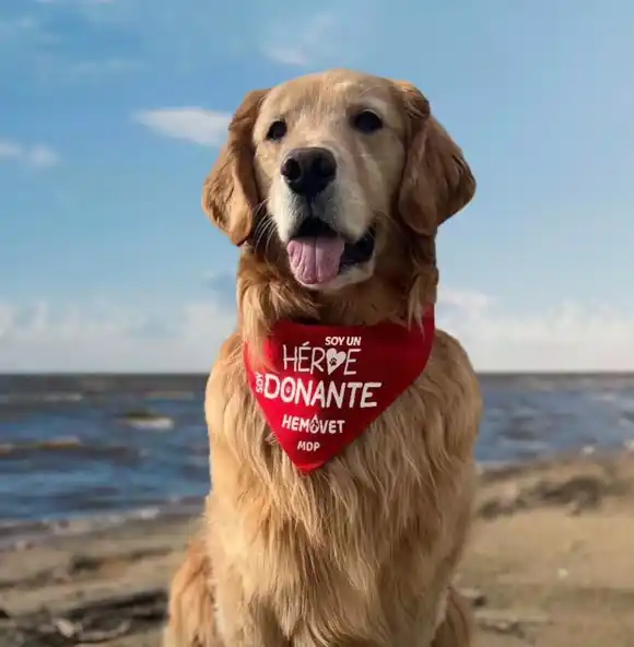 El banco de sangre que salva la vida de perros y gatos en Mar del Plata