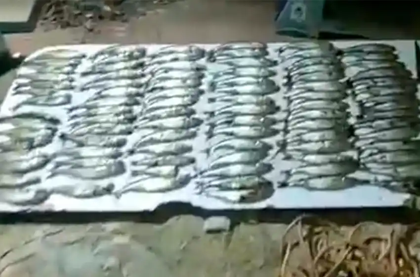 Atrapan a cuatro hombres con 100 pejerreyes y un medio mundo