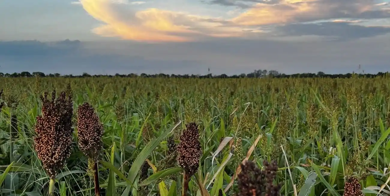 Las precipitaciones de febrero y principios de marzo, cambiaron por completo la situación hídrica de los suelos.