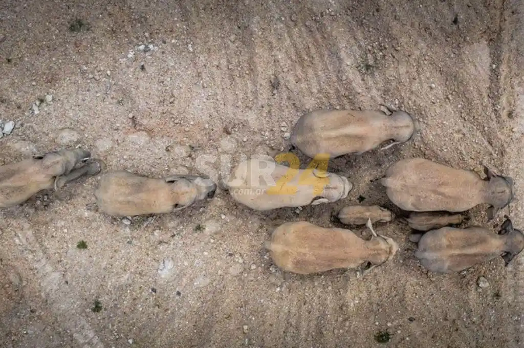 Una misteriosa marcha de elefantes tiene en vilo a China: ya recorrieron 500 km