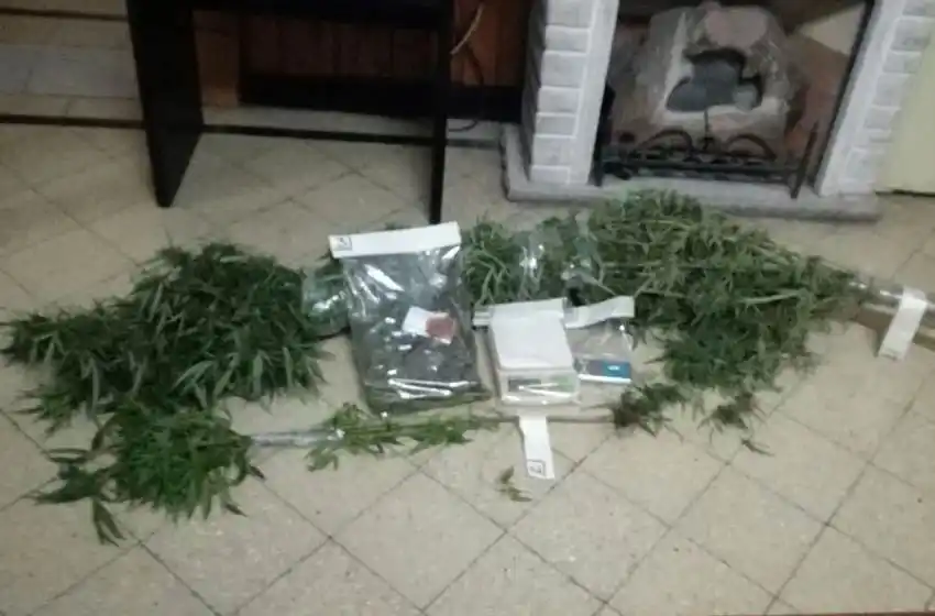 Una madre denunció a su hija por tener plantas de marihuana
