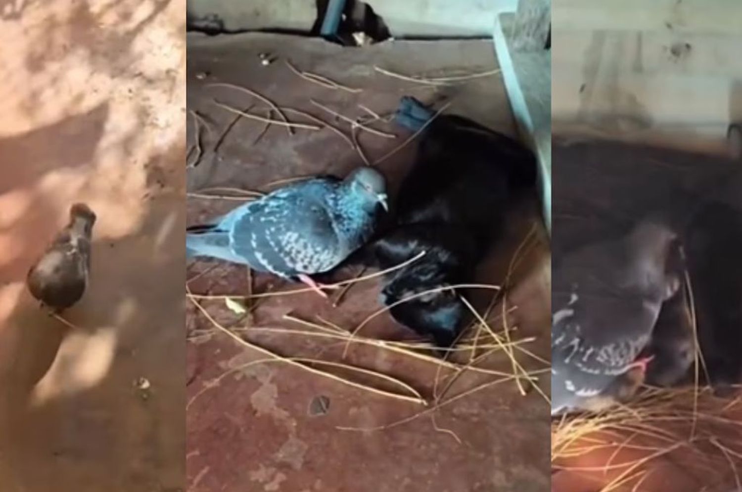 La amistad entre una paloma y una gata