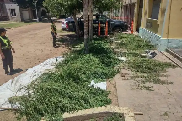 Curioso hallazgo: encontraron gran cantidad plantas de marihuana abandonadas en plena calle