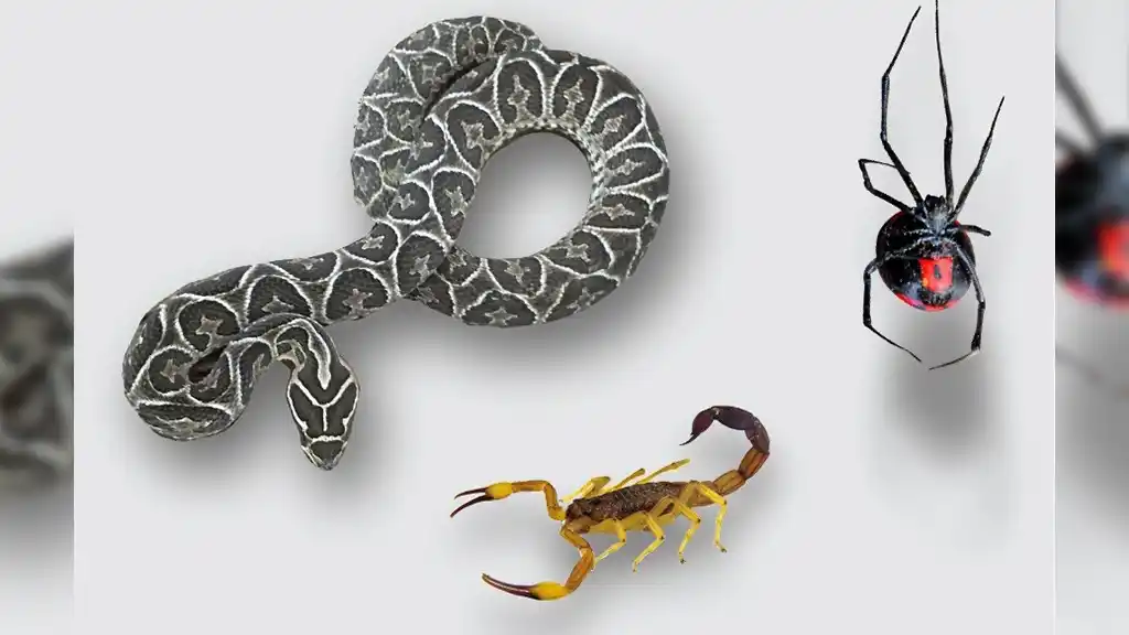 Recomendaciones para prevenir accidentes con animales ponzoñosos