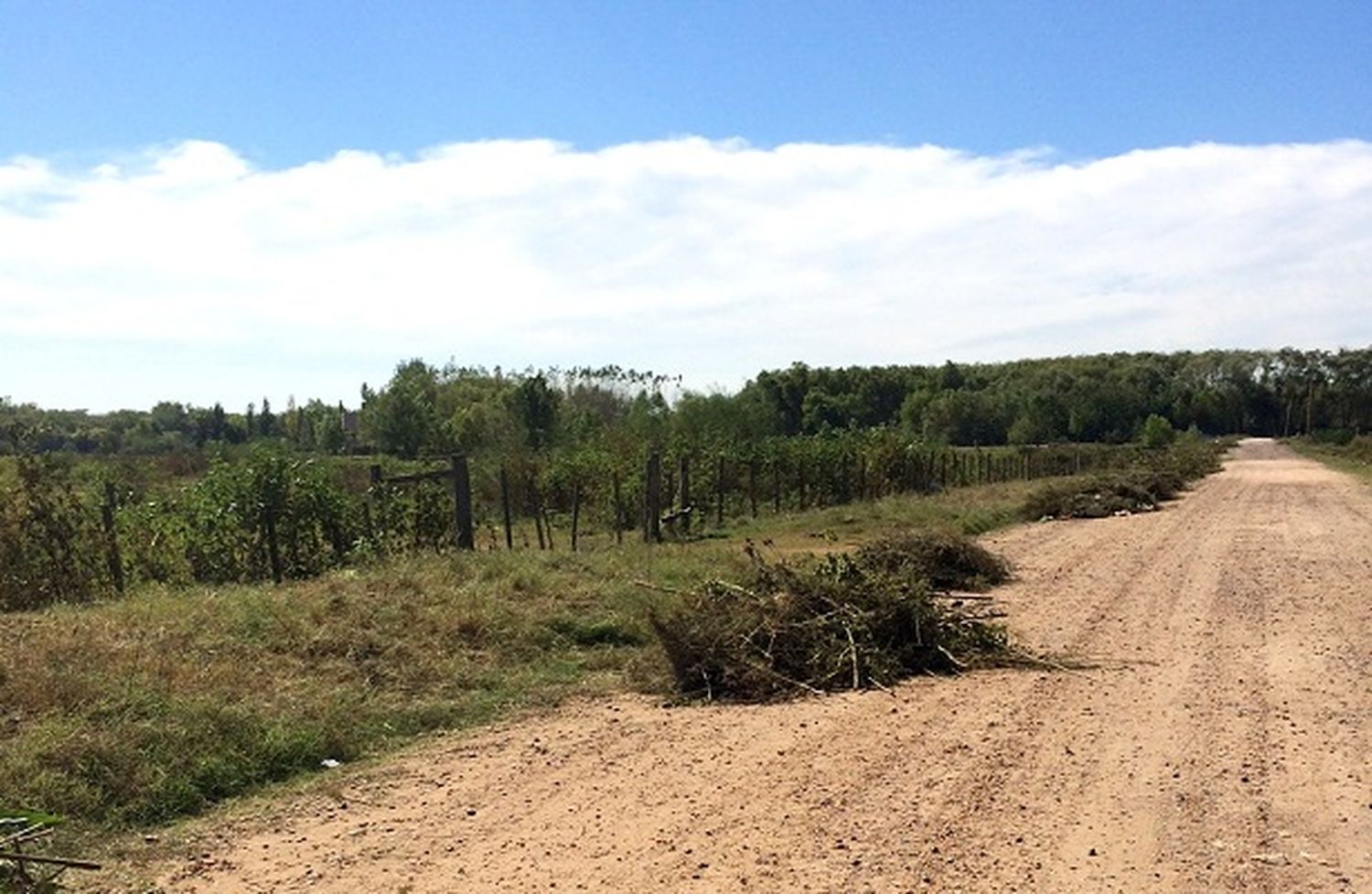 Terrenos baldíos: La falta de limpieza y al abandono genera múltiples reclamos
