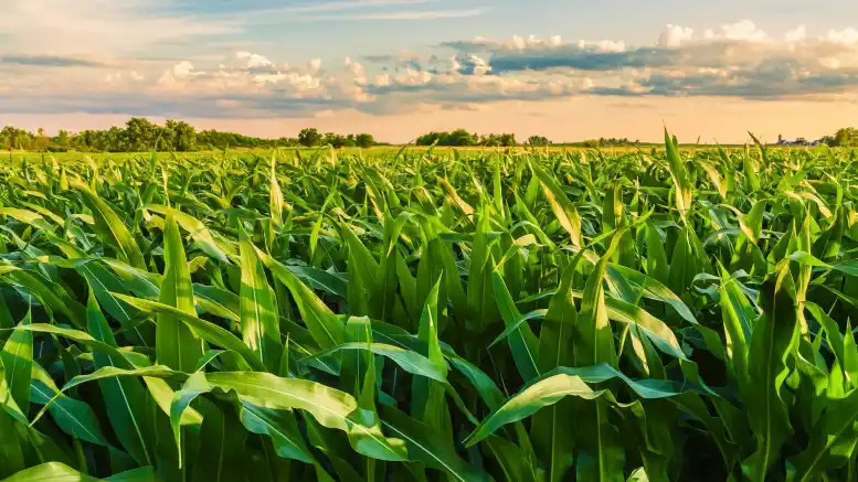 Mejorar las prácticas agropecuarias para mitigar el cambio climático