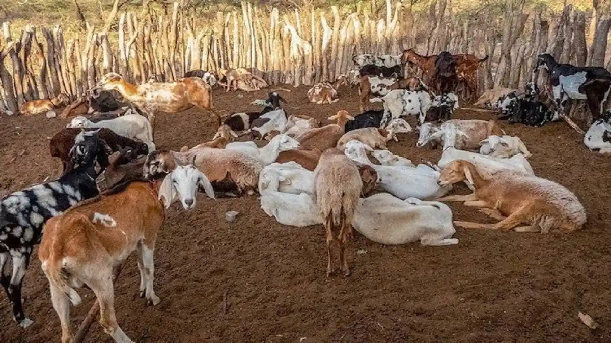 Declaran emergencia sanitaria en La Guajira colombiana por brote  de ántrax (+Detalles)