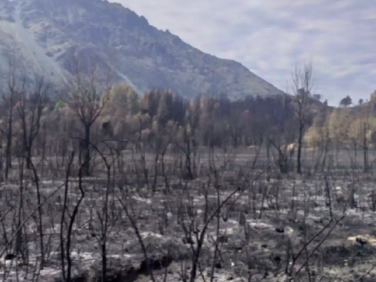Presupuesto 2022: reclamo por recorte de fondos para preservación de bosques nativos