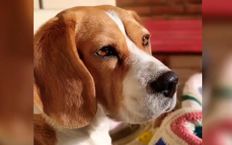 Mariana busca a su perra