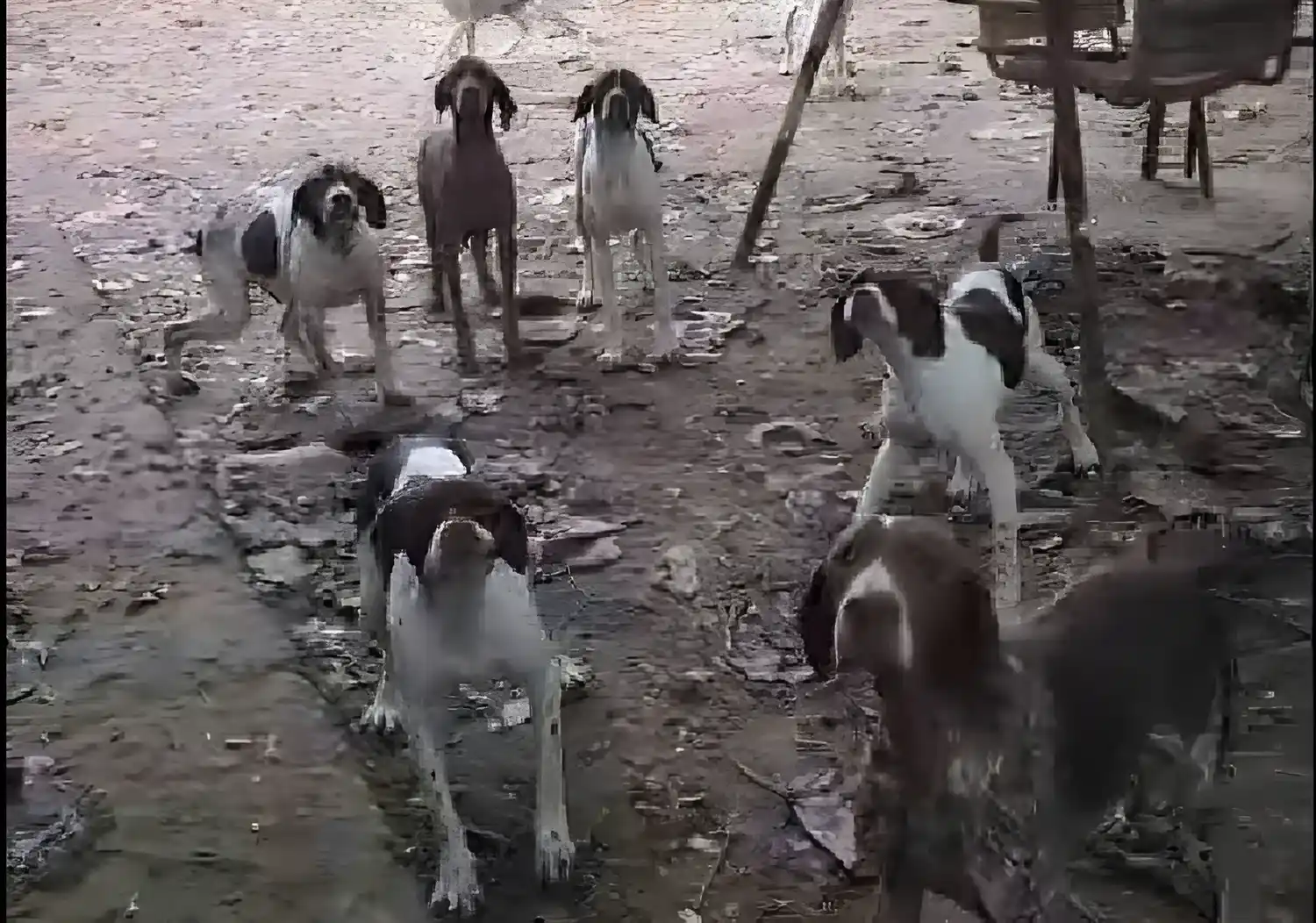 criadero clandestino de perros