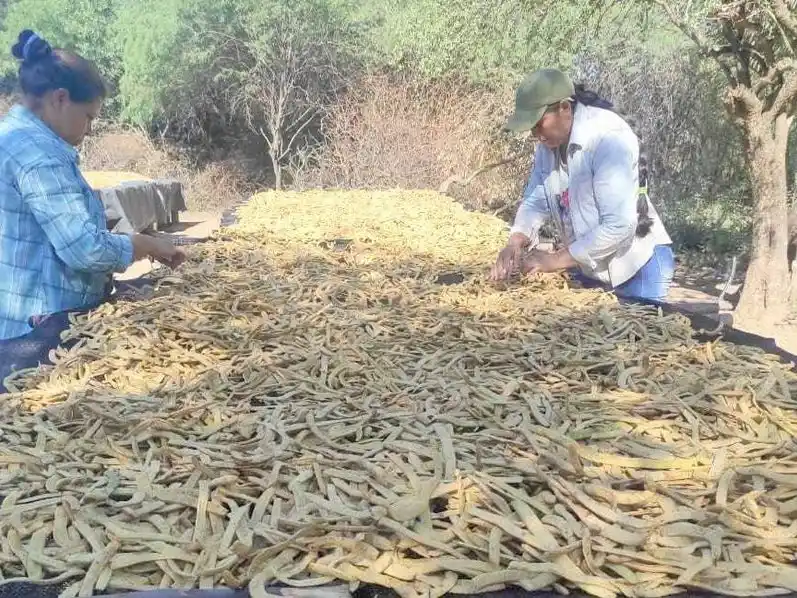 Harina de algarroba, una producción local
acompañada por el Gobierno formoseño