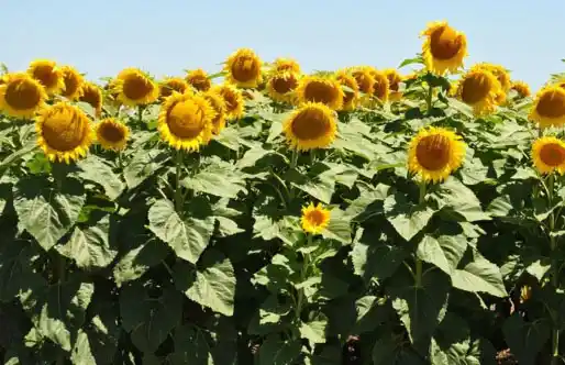 La lluvia de febrero genera buenas perspectivas para el agro