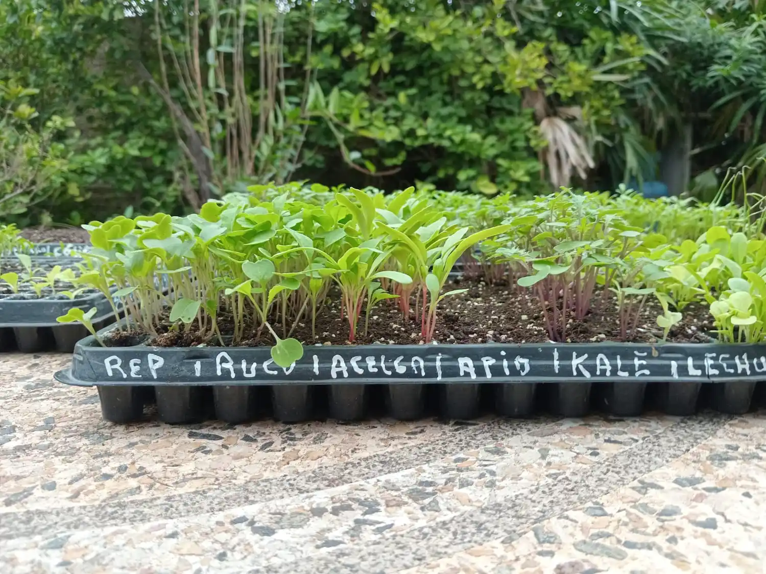 david paniggi apasionado jardinería rafaelo ingeniero agrónomo - 3