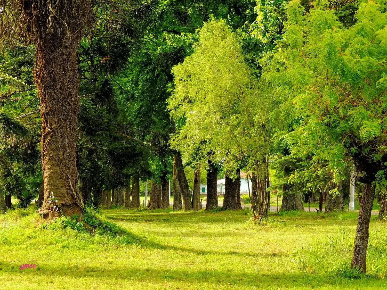 Cazón, el Pueblo del Millón de Árboles