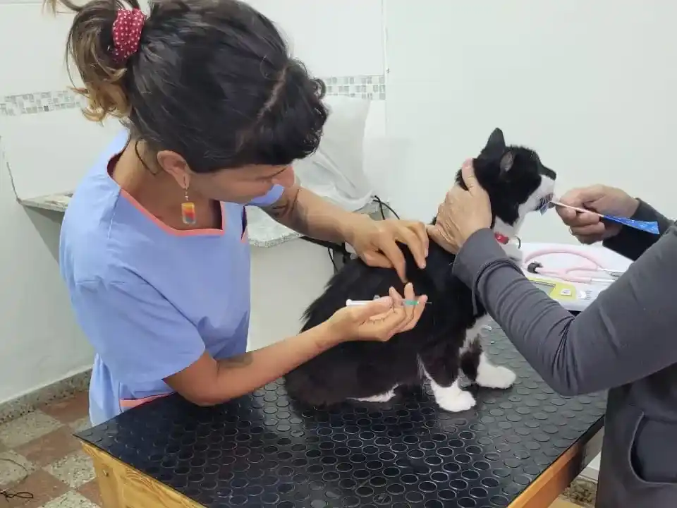 Día del Gato: ¿tu gato toma poca agua? Una veterinaria explica cómo prevenir problemas urinarios