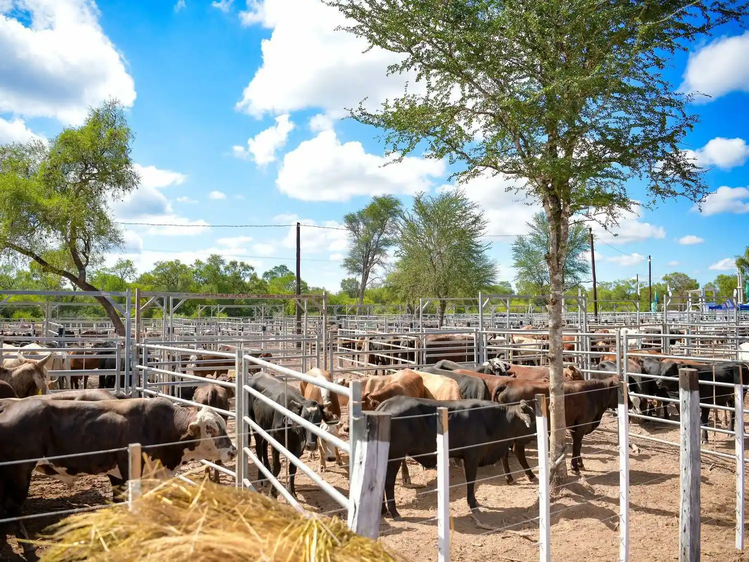 El próximo miércoles se realizara
la feria paippera en Laguna Blanca